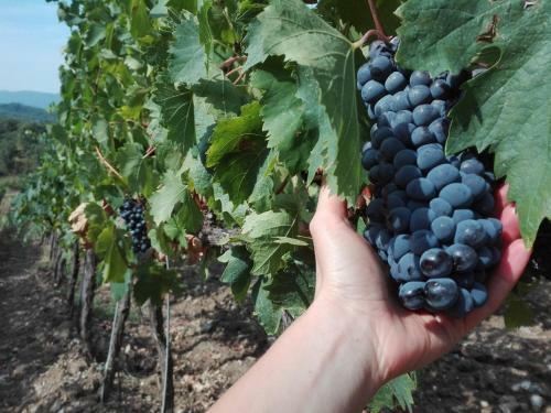 Apartamento Podere Montale Winery