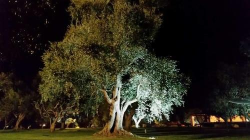 Bed & Breakfast La Vecchia Lamia