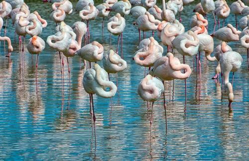 Apartment In Rosolina Mare 24924