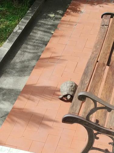 Apartamento Il Poggetto