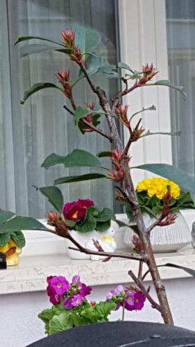 "villa Al Mare" B&B