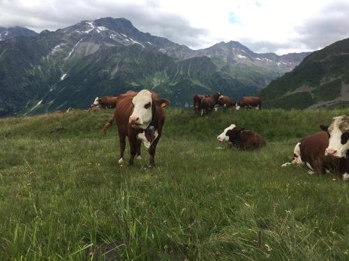 Bed & Breakfast Chalet L'aiglon