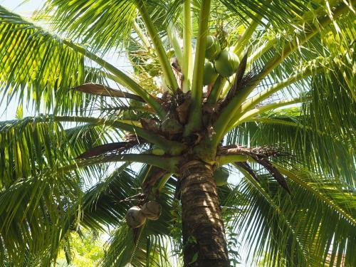 Hostal Coconut Bungalow