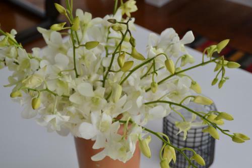 Bed & Breakfast Oasis De Madame