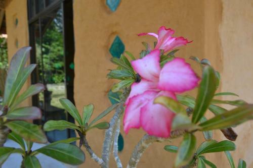 Posada Baandin Home Stay Muang Trang