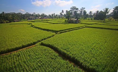 Green Fields Luxury Villas