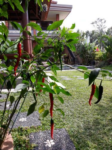 Hostal Umah Dangin Guest House