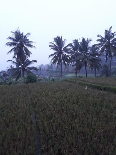 Hostal Umah Dangin Guest House