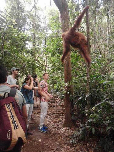 Wa Ngah Bukit Lawang