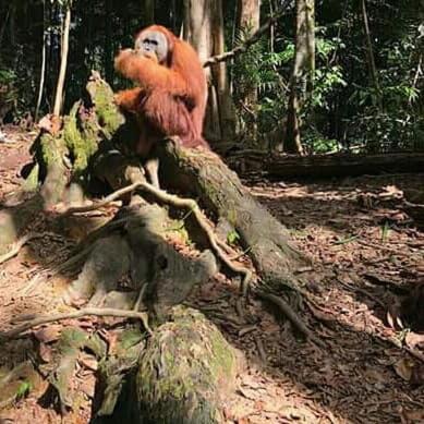 Wa Ngah Bukit Lawang