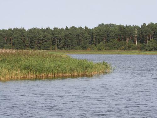 Gelb Strandl�ufer