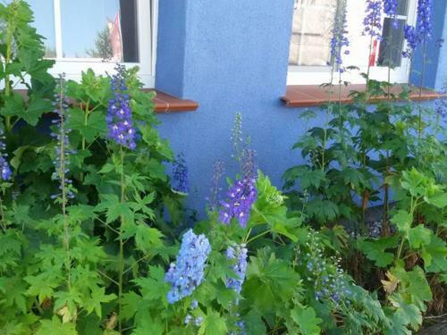 Apartamento Blau - Anke