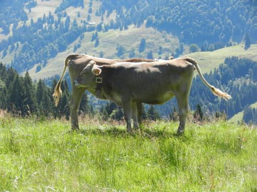 Apartamento Appartement Bergfrieden