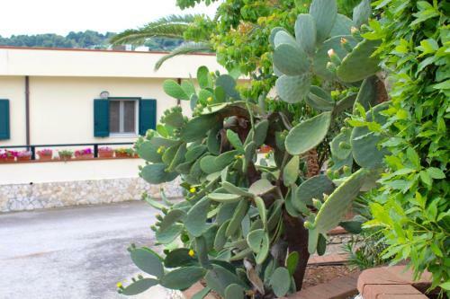 Hotel Villaggio Turistico Defensola