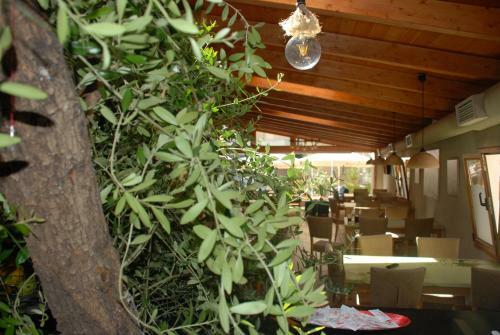 Hostal Olive Tree