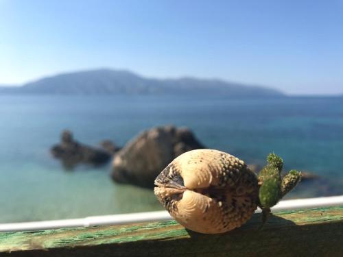 Bed & Breakfast Vila Rahmi & Veli Dervishaj