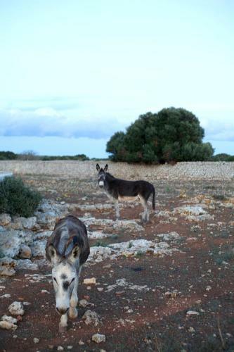 Agroturismo Matxani Gran