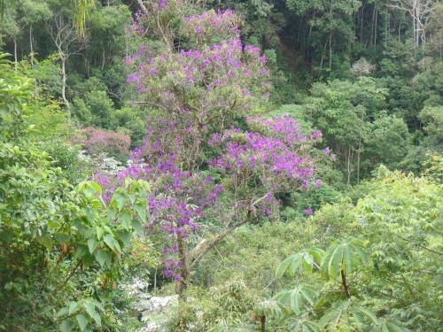Estrela Do Imbu�
