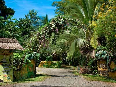Hotel Tree House Lodge