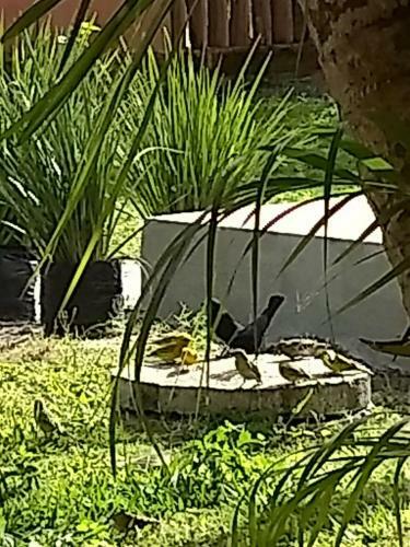 Casa Jardim Dos P�ssaros