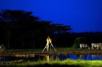 Hotel Sweetwaters Tented Camp