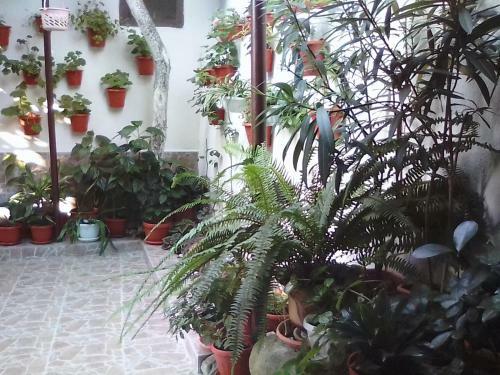 Hostal Guest Rooms Kostovi