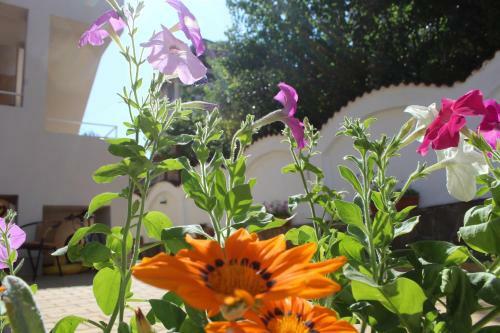 Hostal Siana House