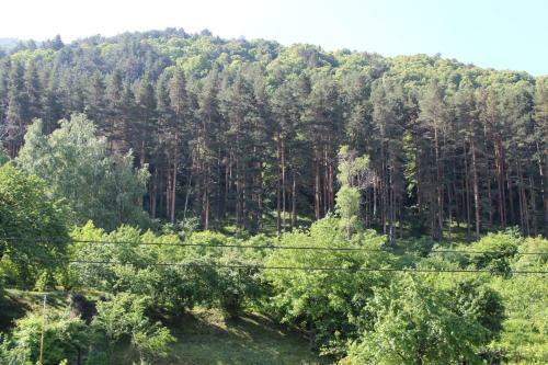 Forest Apartment