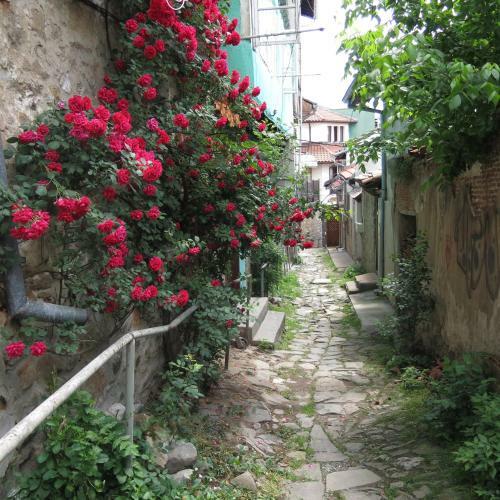 Rooster Hostel