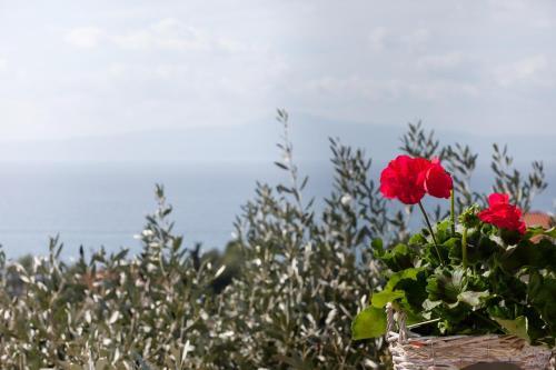 Petra Thea Apartment 3