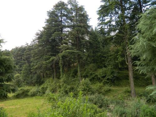 Bhowali Homestay