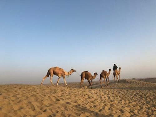 Hotel Real Desert Man Safari Camp
