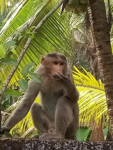 Marari Aleena Beach Villa