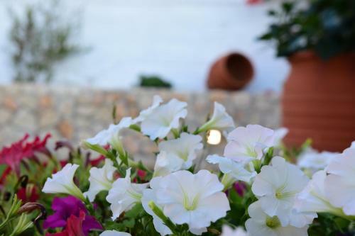 Stavros Beach Garden Villa