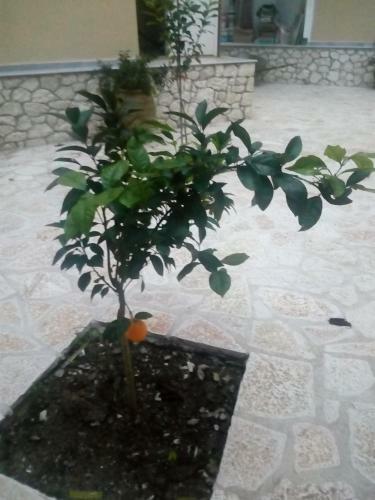 Hotel Athineon