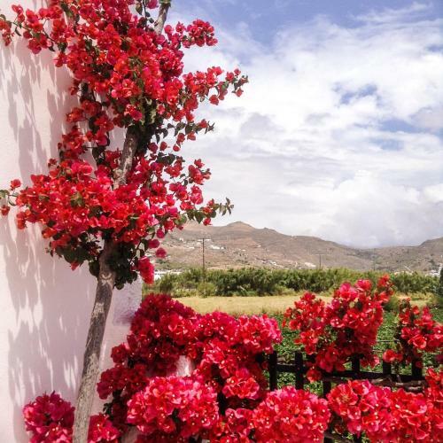 Apartamento Dedalos Studios Naxos