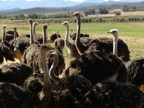 Agroturismo Roelielutie