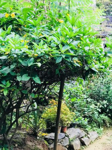 Bed & Breakfast Mali Homestay