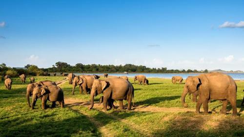 Hotel Sunshine Resort & Spa Sigiriya