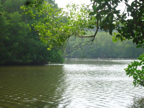 Water Rail Islet