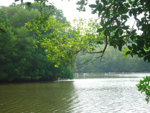 Water Rail Islet