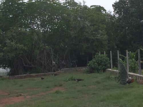 Water Rail Islet