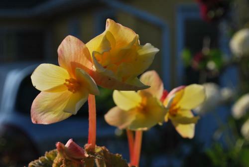 Rosville House B&B