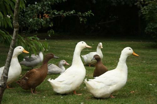 Agroturismo Oldfarm