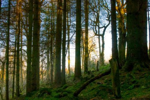 Llethrau Forest & Nature Retreats