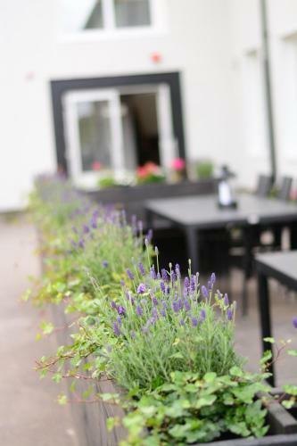 Hostal Alkoven Logi