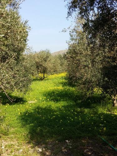Apartamento Naxos Olive & Home