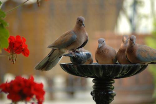 Tuvana Hotel