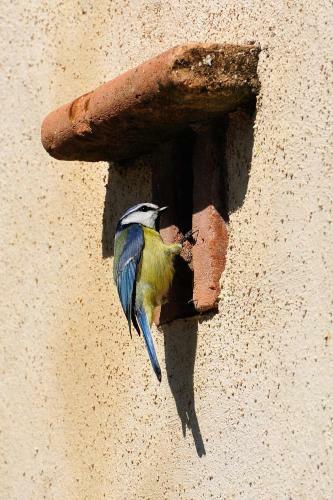 Bed & Breakfast Absolut Oiseaux