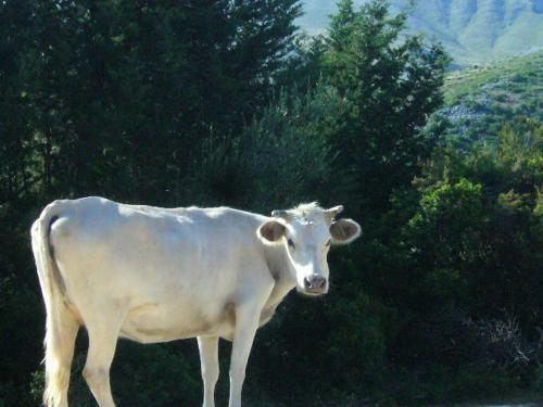 Hostal Vuno